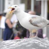 The herring gulls have caused injuries to several children