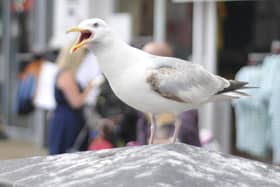 The herring gulls have caused injuries to several children