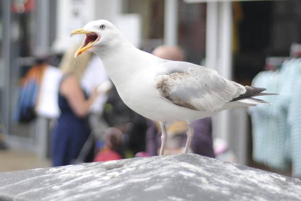The seagulls have caused injuries to several children