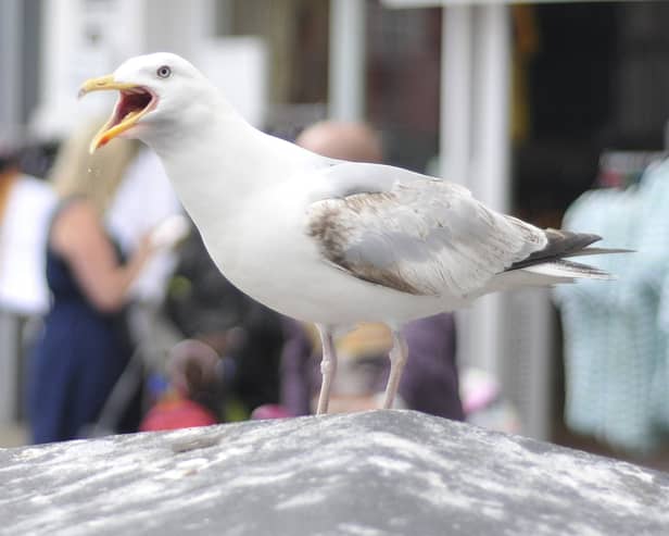 The herring gulls have caused injuries to several children