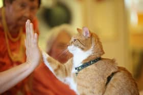 Some cats prefer to high-five rather than 'giving a paw' but are prepared to play fetch, just like their canine rivals (Picture: Sean Gallup)
