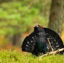 Capercaillies are one of Scotland's most iconic species (Picture: Jude Dinham-Price)