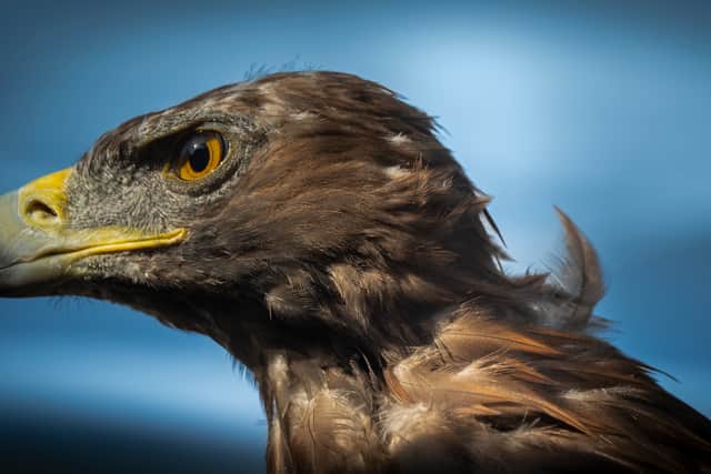 Scotland's golden eagle population is now at its highest level in more than 300 years. Picture: Phil Wilkinson / South of Scotland Golden Eagle Project