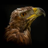 The team behind the project believe they can help return the golden eagle to other parts of the UK. Picture: Phil Wilkinson / South of Scotland Golden Eagle Project 