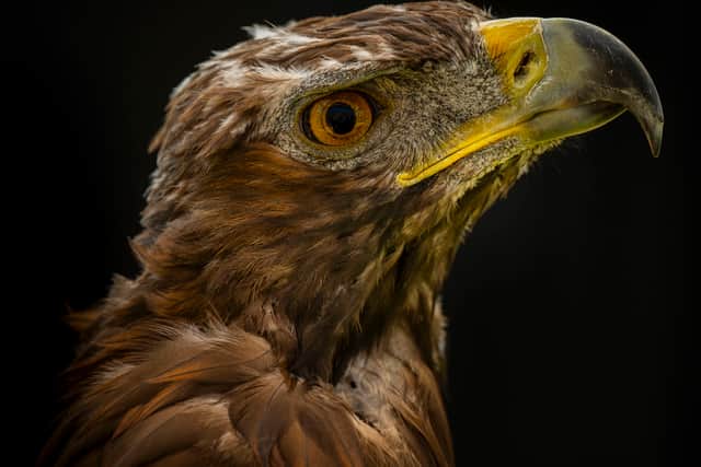 The team behind the project believe they can help return the golden eagle to other parts of the UK. Picture: Phil Wilkinson / South of Scotland Golden Eagle Project