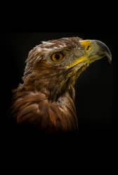 The team behind the project believe they can help return the golden eagle to other parts of the UK. Picture: Phil Wilkinson / South of Scotland Golden Eagle Project 