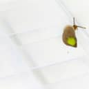A tiny partula snail, marked with reflective paint, prepares to retake its homeland in French Polynesia (Picture: RZSS)