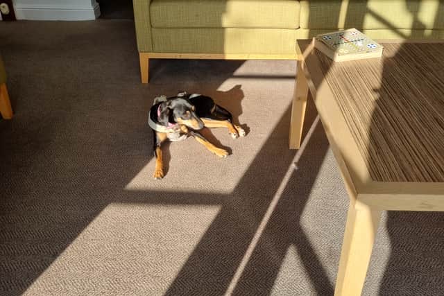 Twiglet chilling