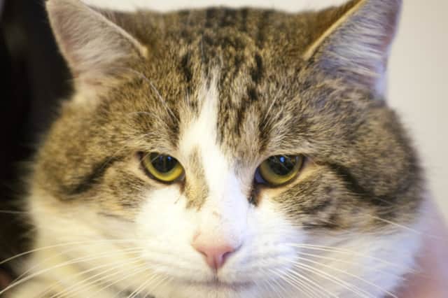 Larry the Downing Street cat