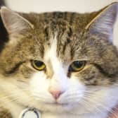 Larry the Downing Street cat