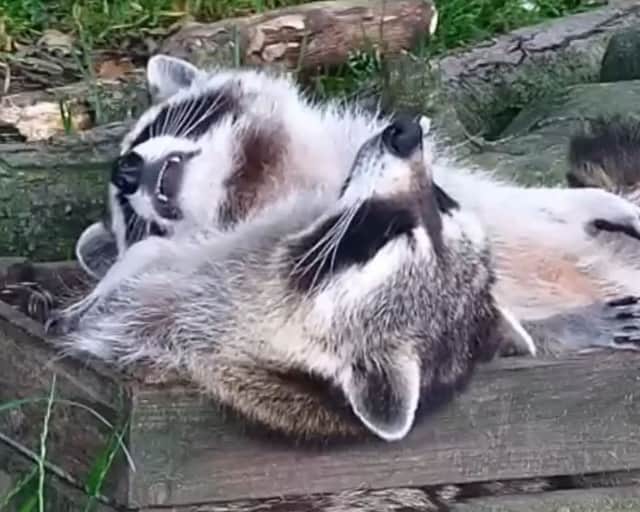 Adorable sleepy raccoons lounge around at Northumberland Zoo