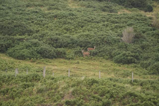 A damning report has been released with claims about the John Muir Trust from a former employee
