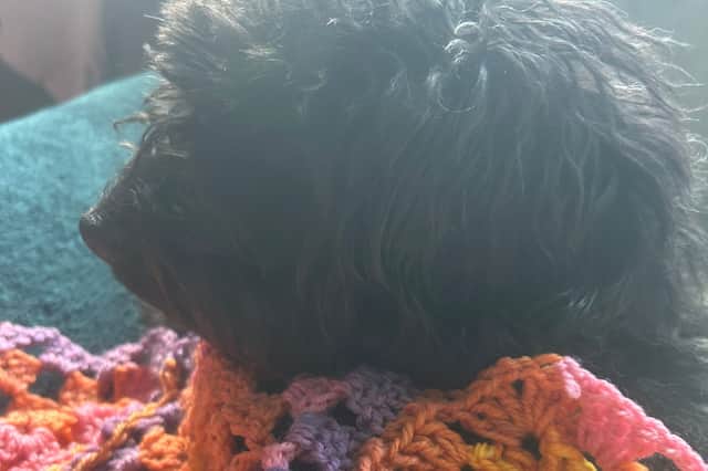 Dogs love crocheting - this is a solid fact.
