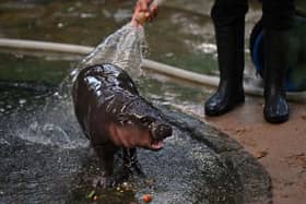 Moo Deng, a two-month-old female pygmy hippo from Thailand, has recently become a viral internet sensation.