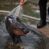 Moo Deng, a two-month-old female pygmy hippo from Thailand, has recently become a viral internet sensation.