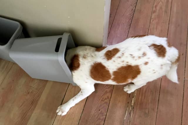 Many dogs like nothing more than snacking on rubbish.