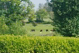 A view of some cattle near New Luce in Dumfries and Galloway 