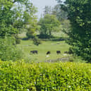 A view of some cattle near New Luce in Dumfries and Galloway 