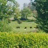 A view of some cattle near New Luce in Dumfries and Galloway 