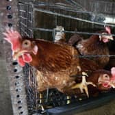 Laying hens are among many farm animals that are still kept in cages in parts of the European Union (Picture: Paco Serinelli)