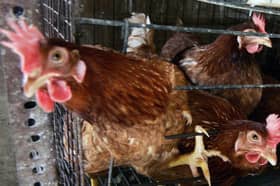Laying hens are among many farm animals that are still kept in cages in parts of the European Union (Picture: Paco Serinelli)
