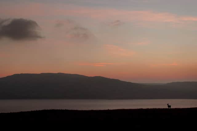 A deer at sunset with the island of Islay in the background. Picture: PA