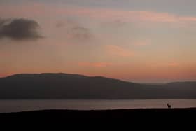 A deer at sunset with the island of Islay in the background. Picture: PA