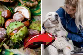If your dog eats conkers a swift visit to the vet is required.