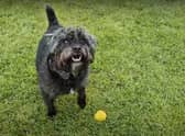 Ernie the Patterdale terrier and his Fetch Toy from Earth Rated.