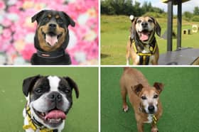 Some of the adorable girls and boys currently living in the Dogs Trust Glasgow Rehoming Centre.