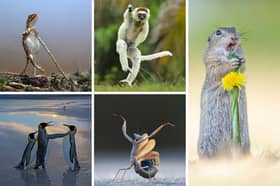 Some of the funniest wildlife photographs taken this year.