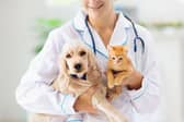 If your pet has kidney problems its important to identify the issue as early as possible and get them to the vet.