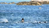 A pod of pilot whales in Loch Carron, South Uist (Picture: Jeff J Mitchell)