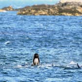 A pod of pilot whales in Loch Carron, South Uist (Picture: Jeff J Mitchell)