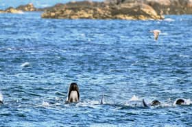 A pod of pilot whales in Loch Carron, South Uist (Picture: Jeff J Mitchell)