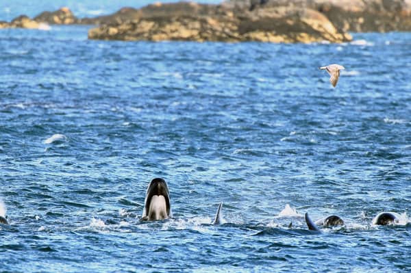 A pod of pilot whales in Loch Carron, South Uist (Picture: Jeff J Mitchell)