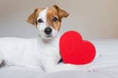 It's important to find out as early as possible if your dog - or cat - has a heart condition, so you can seek treatment.