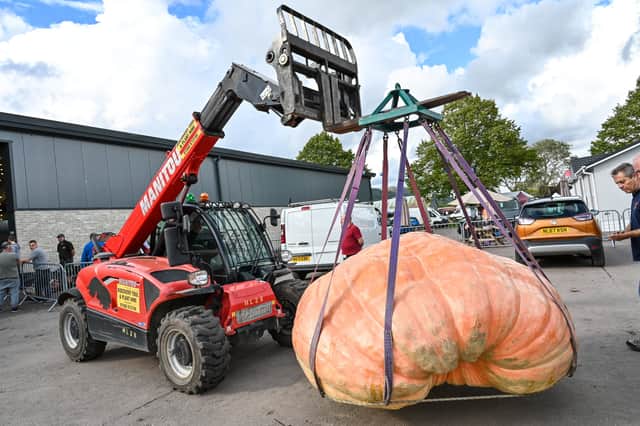 The monster pumpkin is transported to the scales.