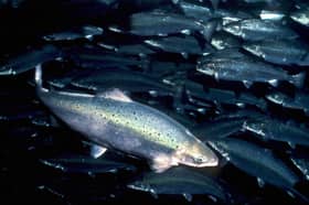 Salmon farming is a hugely valuable industry in Scotland (Picture: Terje Maroy)