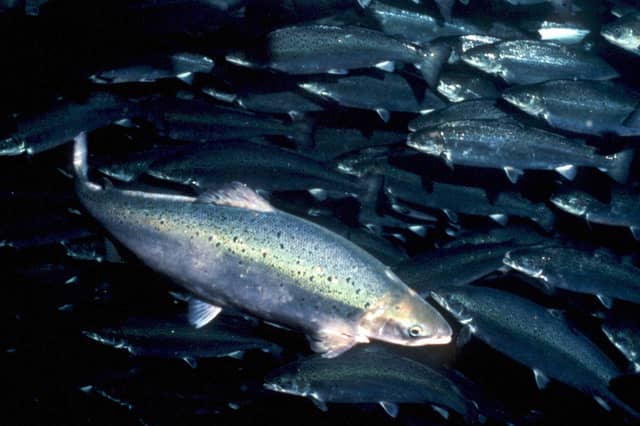 Salmon farming is a hugely valuable industry in Scotland (Picture: Terje Maroy)