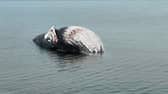 The dead whale was photographed at Newhaven, Edinburgh, on Sunday