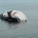 The dead whale was photographed at Newhaven, Edinburgh, on Sunday
