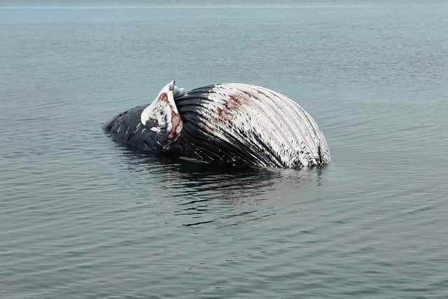 The dead whale was photographed at Newhaven, Edinburgh, on Sunday