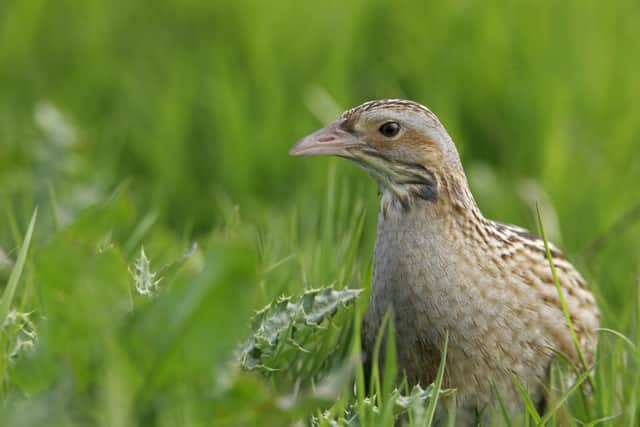 The elusive corncrake played a part in the recovery of writer Amy Liptrot as she sought out the birds on her return to Papay in Orkney. PIC: PA.