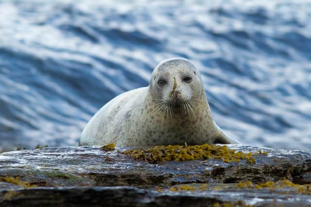The Orkney folktale of the selkie who take on a beautiful human form looms large in The Outrun . PIC: C Hollingsworth/CC