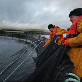 Scotland's salmon farms have a long history of innovation (Picture: Jeff J Mitchell)