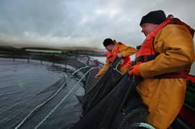 Scotland's salmon farms have a long history of innovation (Picture: Jeff J Mitchell)