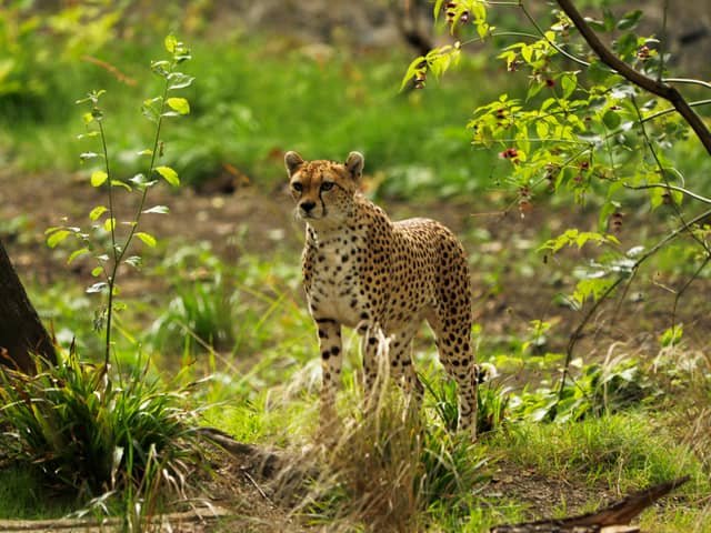 Cleo the cheetah, who has died at Edinburgh Zoo