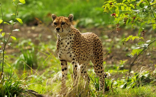 Cleo the cheetah, who has died at Edinburgh Zoo