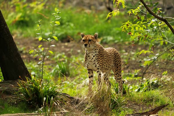 Cleo the cheetah, who has died at Edinburgh Zoo